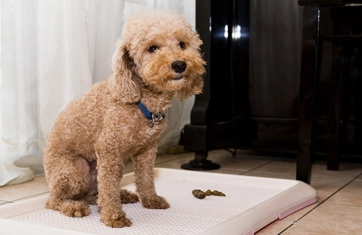 litière pour chiot