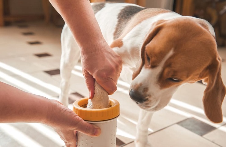 nettoyeur de pattes pour chien