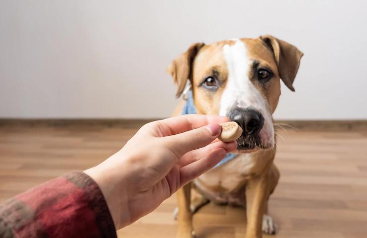 5 conseils pour éduquer votre chien avec le renforcement positif