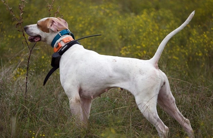 collier anti fugue chien sans fil