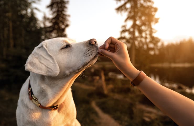 comment empêcher votre chien de mordre