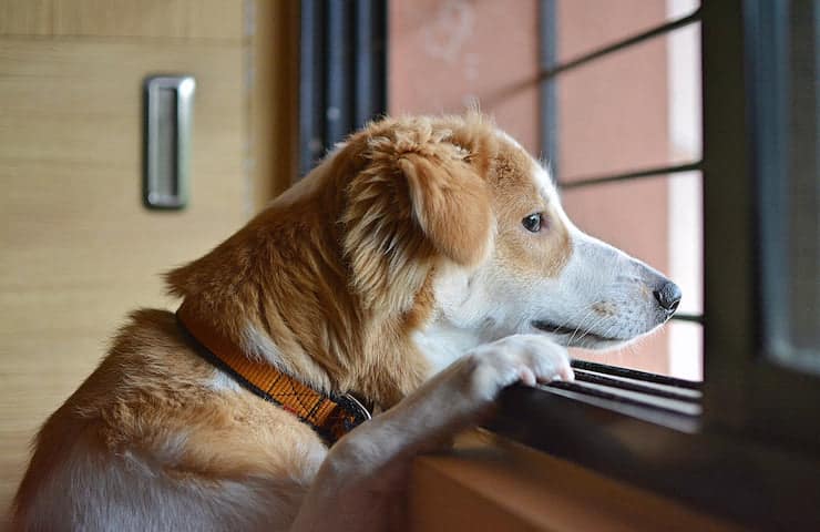 comment garder les chiens en sécurité à l'intérieur