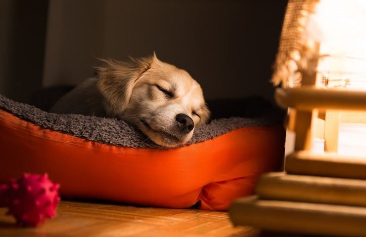 couverture chauffante pour chien