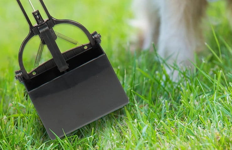 crotte ramasse pour chien