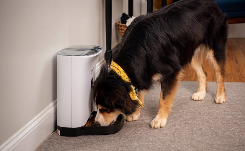 distributeur de croquettes pour chien