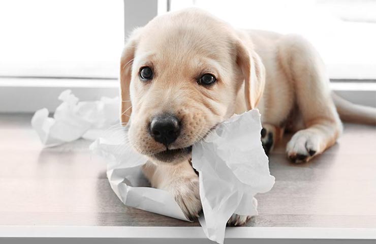 empêcher les chiens de mâcher des choses