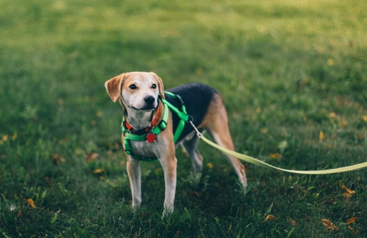 harnais anti traction pour chien