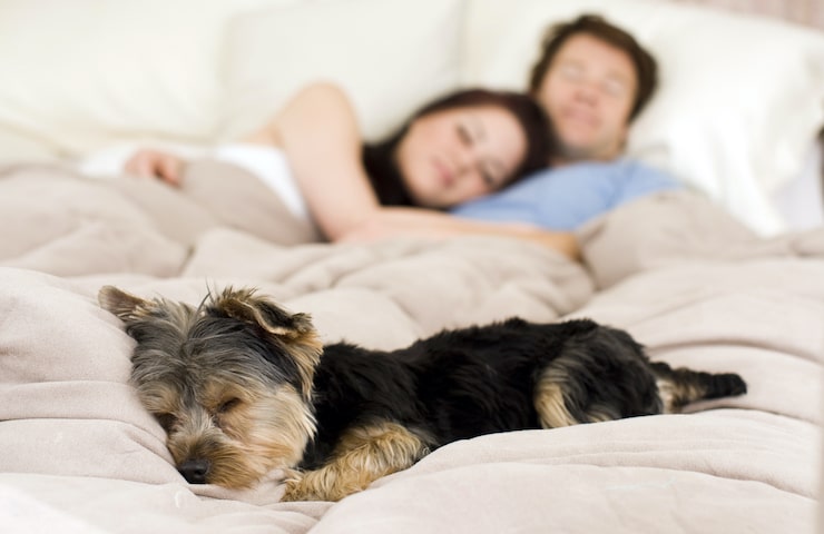 Intérieur vs extérieur - quel est le meilleur pour votre chien