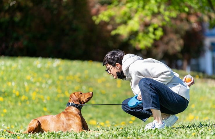 meilleure laisse pour chien enrouleur