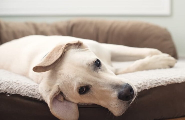 meilleur canapé orthopédique pour chien