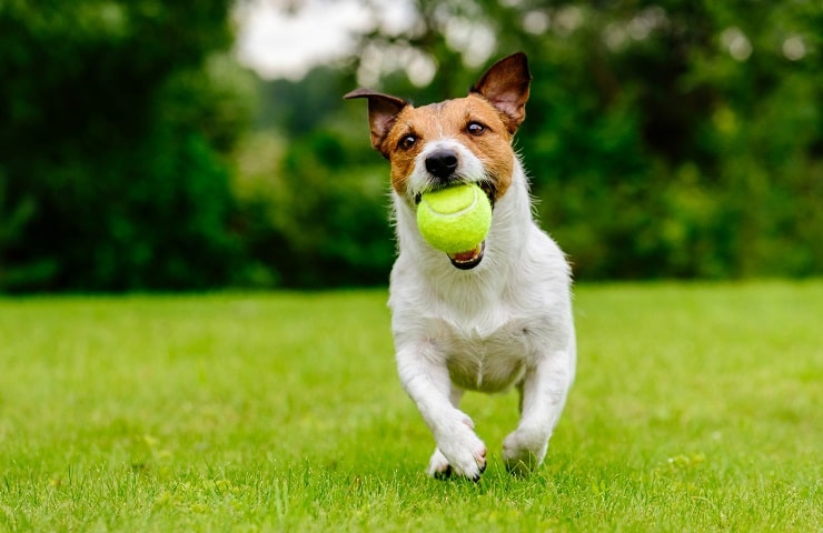 lanceur de balle pour chien