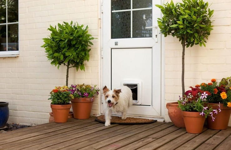 La meilleure chatière pour chien électronique