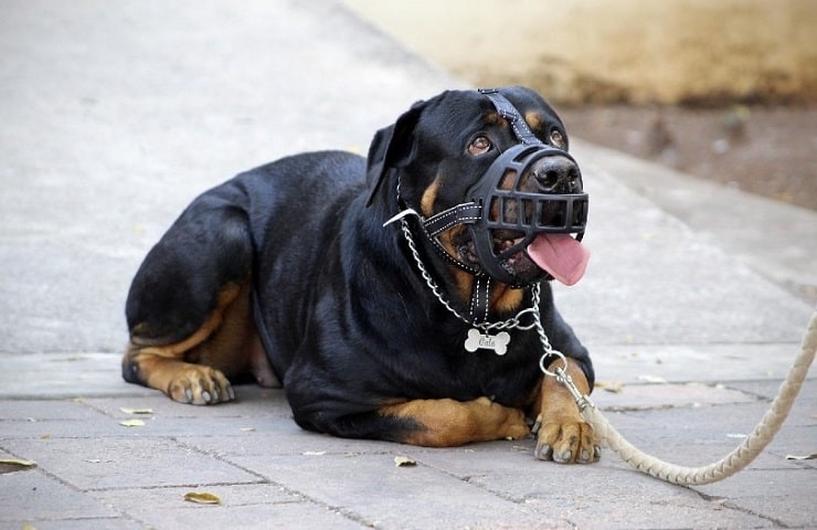 meilleure muselière pour chien