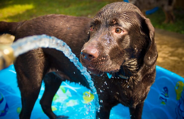 meilleure piscine pour chien xxl