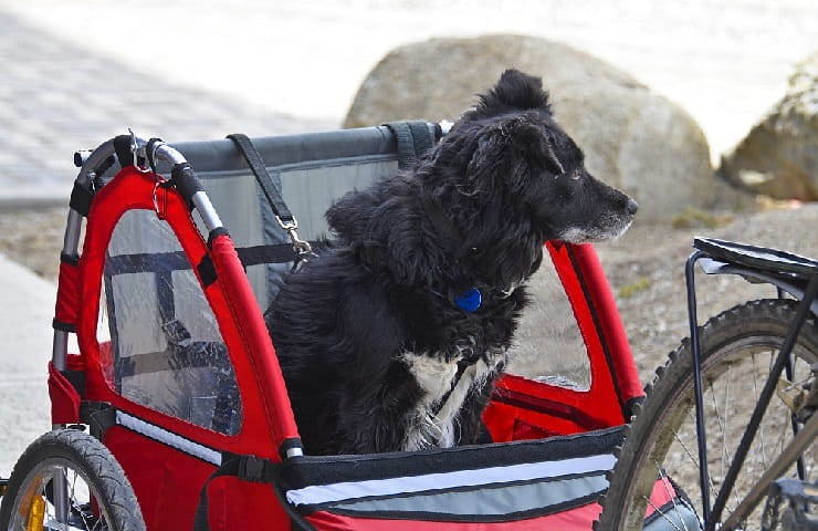 meilleure remorque vélo pour chien