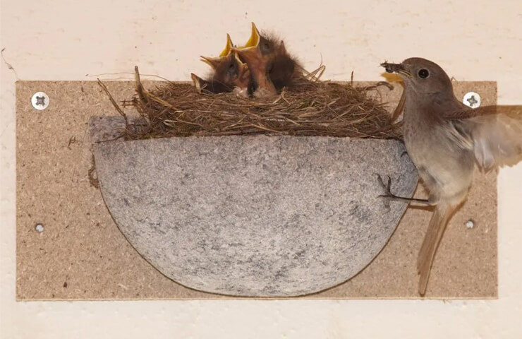 nichoir pour hirondelle