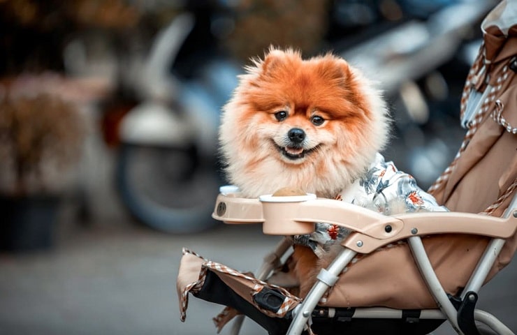 poussette pour chien pas cher