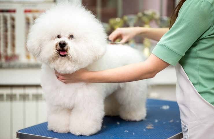 table de toilette pour chien