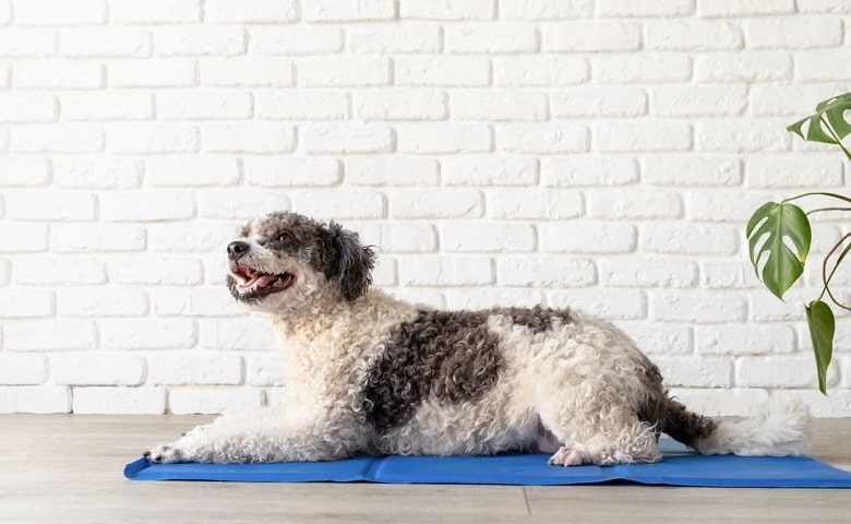 tapis rafraichissant pour chien