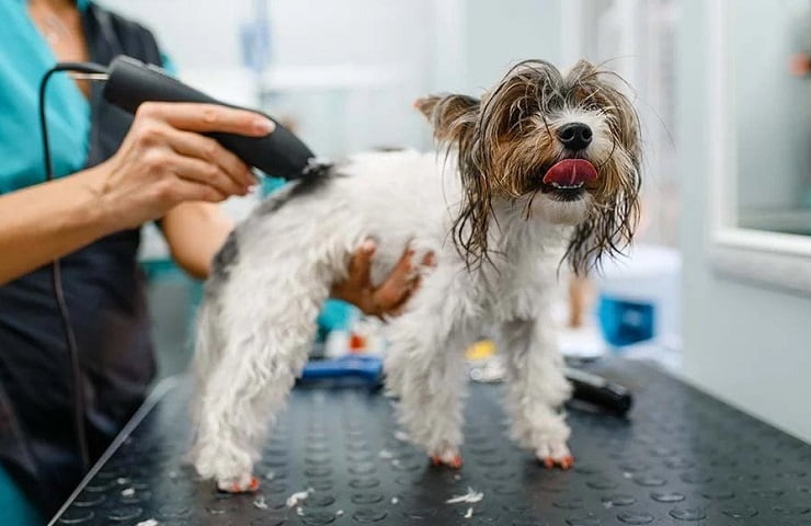 tondeuse pour chien professionnelle