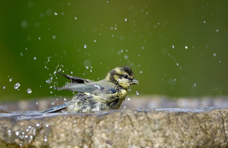 baignoire pour oiseaux
