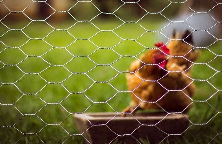 grillage à poule pas cher