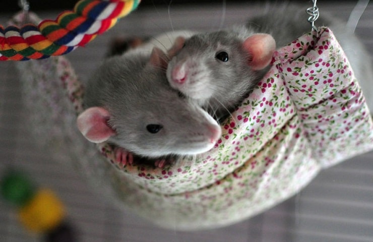 Le meilleur hamac pour rongeur