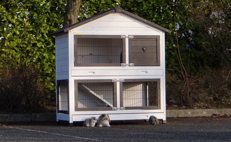 La meilleure niche pour lapin