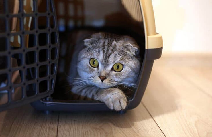 cage de transport pour chat