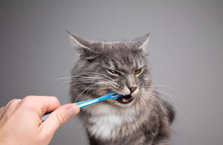 dentifrice pour chat