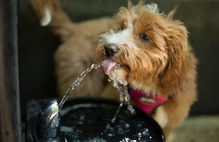 fontaine à eau pour chien