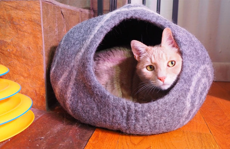igloo pour chat