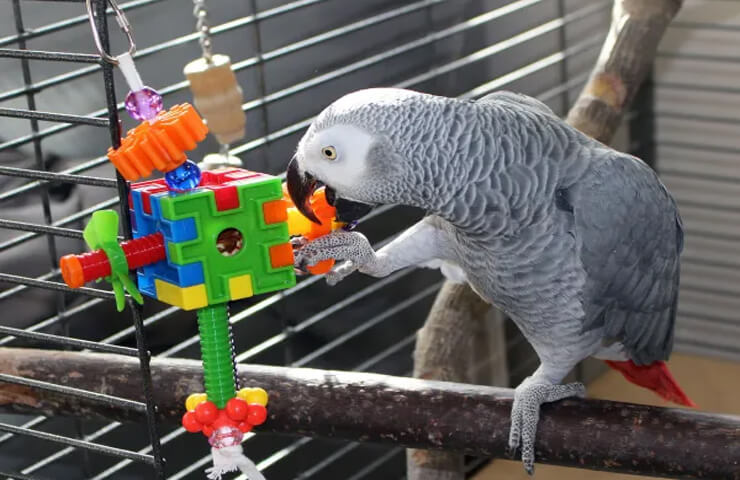 jouet pour oiseaux