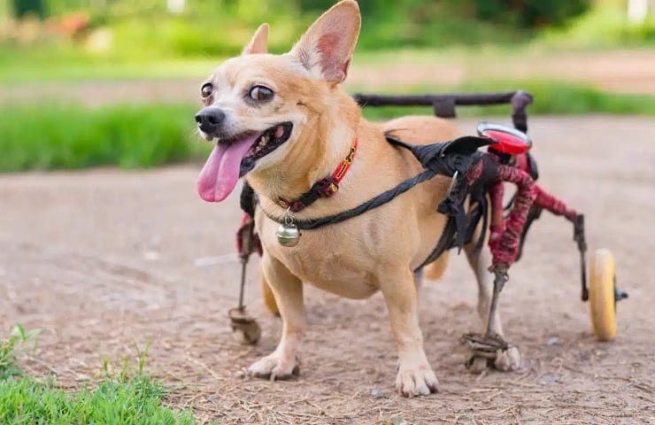 meilleur fauteuil roulant pour chien