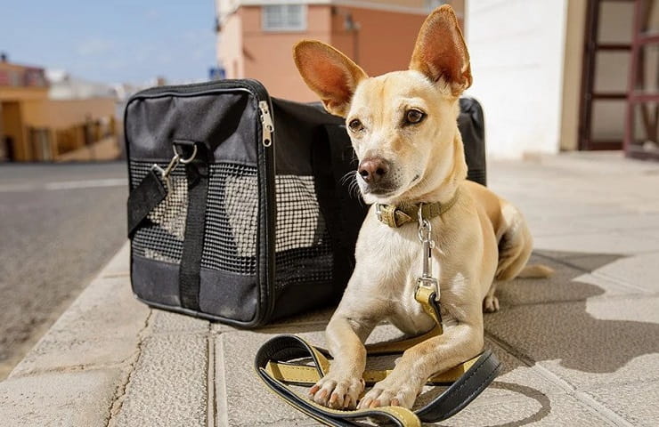 sac de transport pour petit chien
