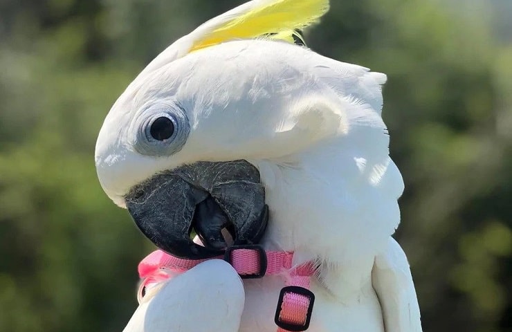 harnais pour perroquet