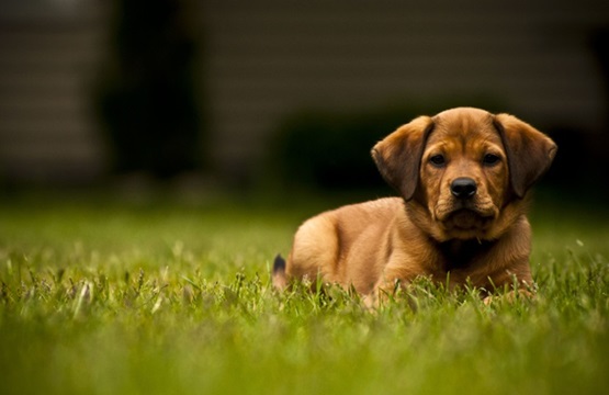 animaux